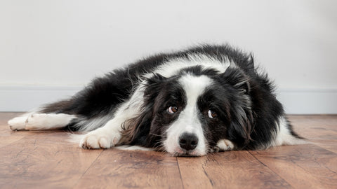 Image for blog How to Help Your Dog Overcome Their Separation Anxiety