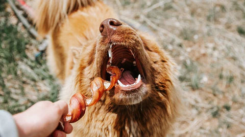 Do Bully Sticks Make Dogs Gain Weight?