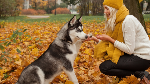 Scent Games: Tapping Into Your Dog's Incredible Sense of Smell