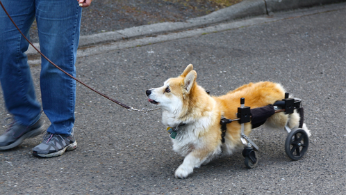 How to Entertain a Disabled Dog