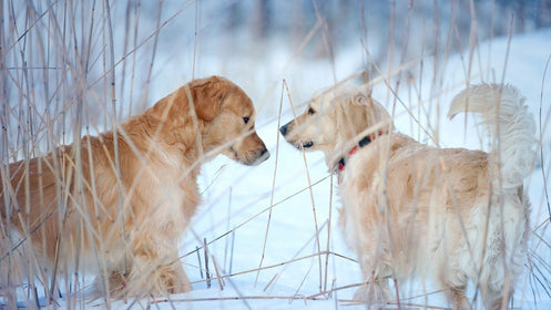 Everything You Need to Know About a Dog’s Body Language