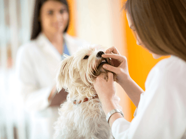 Periodontal Disease in Dogs: What You Need to Know