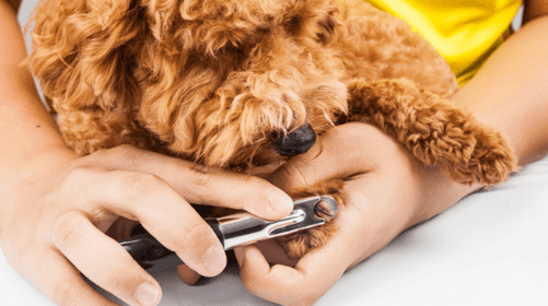 10 Dog Nail Care Tips: Do's and Don'ts