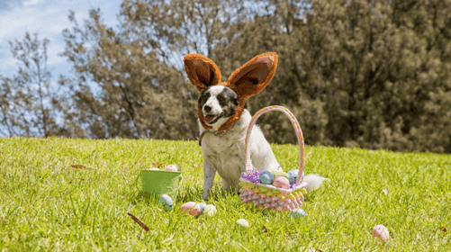 3 Ways to Make Easter a Memory that Your Dog Won’t Forget