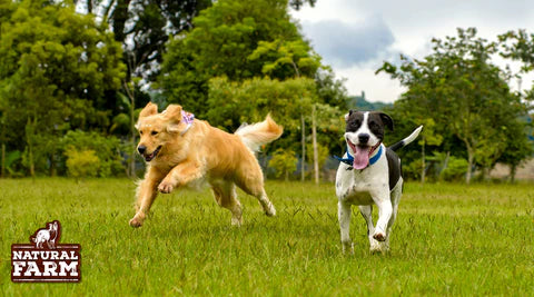 bully sticks natural farm, dogs