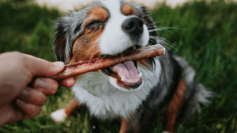 bully sticks natural farm