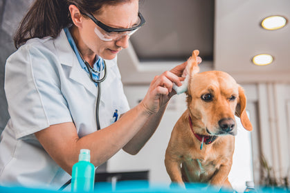 Why Do Dogs Get Ear Infections?