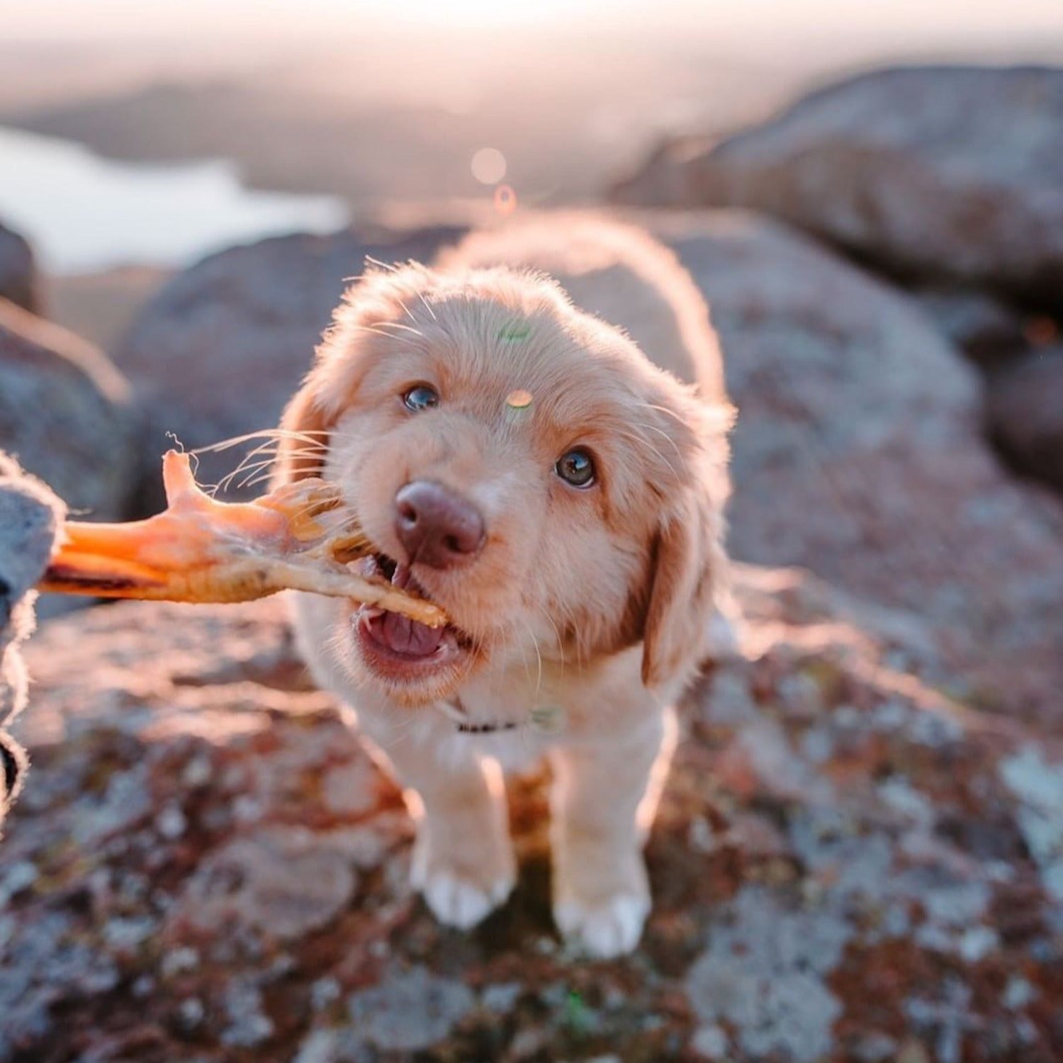 Can dogs eat chicken feet best sale